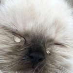[댓글부탁해] 니네 하복 <b>상의</b> 뭐양