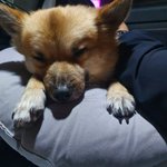 [강아지] 우리 강아지랑 인생<b>네</b><b>컷</b> 찍었어요!
