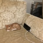 [고양이] <b>생후</b> 2개월 된 우리 냥이 봐주세용