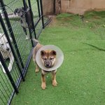 [강아지] 다리아픈 아이소식