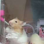 [댓글부탁해] <b>조회</b>하는데 우리집 햄스터물마심