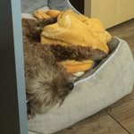 우리집 강아지 이불 껴안고 잠