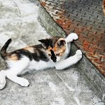 새끼 고양이 3마리 쓰레기<b>봉투</b>에 넣어버린 70대 송치