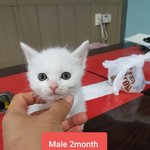 [고양이] 아깽이들 가족이 되어주세요