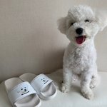 [강아지] 우리 아기가 슬리퍼에!