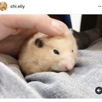 [댓글부탁해] <b>햄스터</b> 키우는애들 핸들링 질문좀