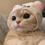 [댓글부탁해] 너무 귀여워 개귀여워 으악!!!!!!!!!!!!!...