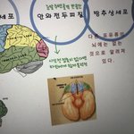 [NCT] ㅅㄷ 엔터 애들은 <b>뇌</b> <b>기능</b>의 문제인거래