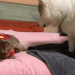 짝녀야 미안해 보고<b>시포</b>