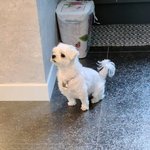 우리집 강아지 앉은거봐...ㅈㄴ귀야움