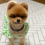 [강아지] 귀여운거 쌉인정,,ㅠㅡㅠ?