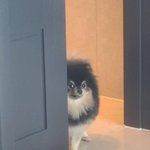 [모두드루와] <b>태형</b>이 강아지