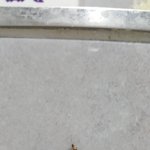 <<<b>혐오</b>주의>> 이 벌레가 뭔지 아시나요?