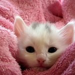 [댓글부탁해] 빈지노 <b>always</b> wake 아는사람 있냐