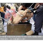 [댓글부탁해] 와 너네 이천 아기돼지 <b>도축</b>..?사건 아냐?
