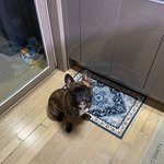 프렌치<b>불독</b> 웅이에요 ~
