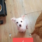 [강아지] 꼬맹이들 가족이 되어주세요