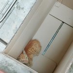 아기 길고양이 구조했다