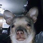 최애네 고양이 키우는 꿈 꿨어
