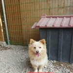 [강아지] <b>믹스</b>견 가족이 되어주세요