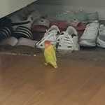 울 집 앵무 신발장에서 <b>모하</b>냐