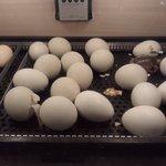 [<b>병아리</b>] <b>병아리</b> 자랑하러 왔어!!!