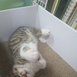 [고양이] 우리 별이 자랑ㅋㅋ