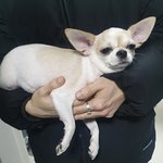<b>치와와</b> ㅈㄴ귀엽지 않냐