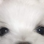 이 강아지 본적있음 <b>vs</b> <b>오늘</b> 처음봄