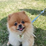 [강아지] (2탄!!) 혼자보기 아까운 우리몽돌이 2탄!!