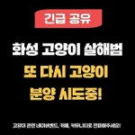 상습 고양이 살해범이 또 다시 <b>입양</b> 시도 중 이라고합니다