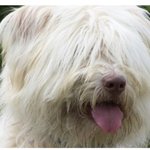 조카 너무한다 느그ㅋㅋㅋ나 <b>삽살개</b> 팬인데