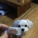 [댓글부탁해] 강아지 심장사상충 먹는 약 어떻게 <b>지급</b>해??