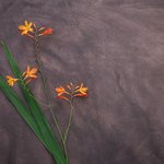 이태원 클럽 <b>바이러스</b>가 변형된 c형 <b>바이러스</b>라네요;;