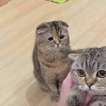 [모두드루와] 근데 왜 돌판이랑 팬덤들은 항상 이런모양일까