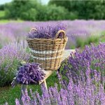 이태원 클럽 <b>바이러스</b>가 변형된 c형 <b>바이러스</b>라네요;;