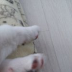 울<b>집강</b>쥐보고가