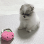 <b>특이</b>하게 앉아있는 우리집 강아지