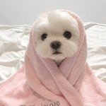 [댓글부탁해] 너희는 누가 너 대신 방 <b>청소</b> 해주고 이러는 거 좋아???