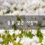 [좋은생각] <b>들꽃</b> 같은 사람아~