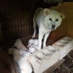 [강아지] 보호소에서 7남매 출산한 <b>어미</b>