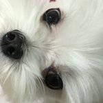 야들아 강아지 이름 뭐로 할 지 골라주라