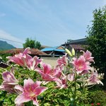 [댓글부탁해] 우리 할머니가 직접 찍으신 꽃들 보구가 너무 예쁨