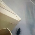[댓글부탁해] 약혐주의)대체 이런 <b>바퀴</b>벌레는 어디서 온거야?