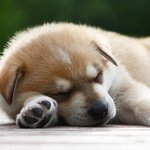<b>홈런</b>볼 있는데 먹을까 말까ㅠㅠㅠㅠ