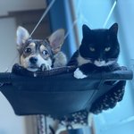 [고양이] 사무실악독한주인37-<b>건방</b>