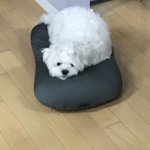 아...<b>푹신</b>하댱..