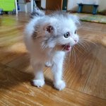 방콕냥이 딸기예요~