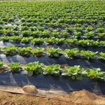 [밭딤] 내가 좋아하는 배추