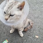 길냥이 가족 데려왔음